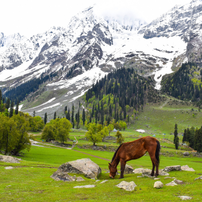 Yusmarg, Kashmir